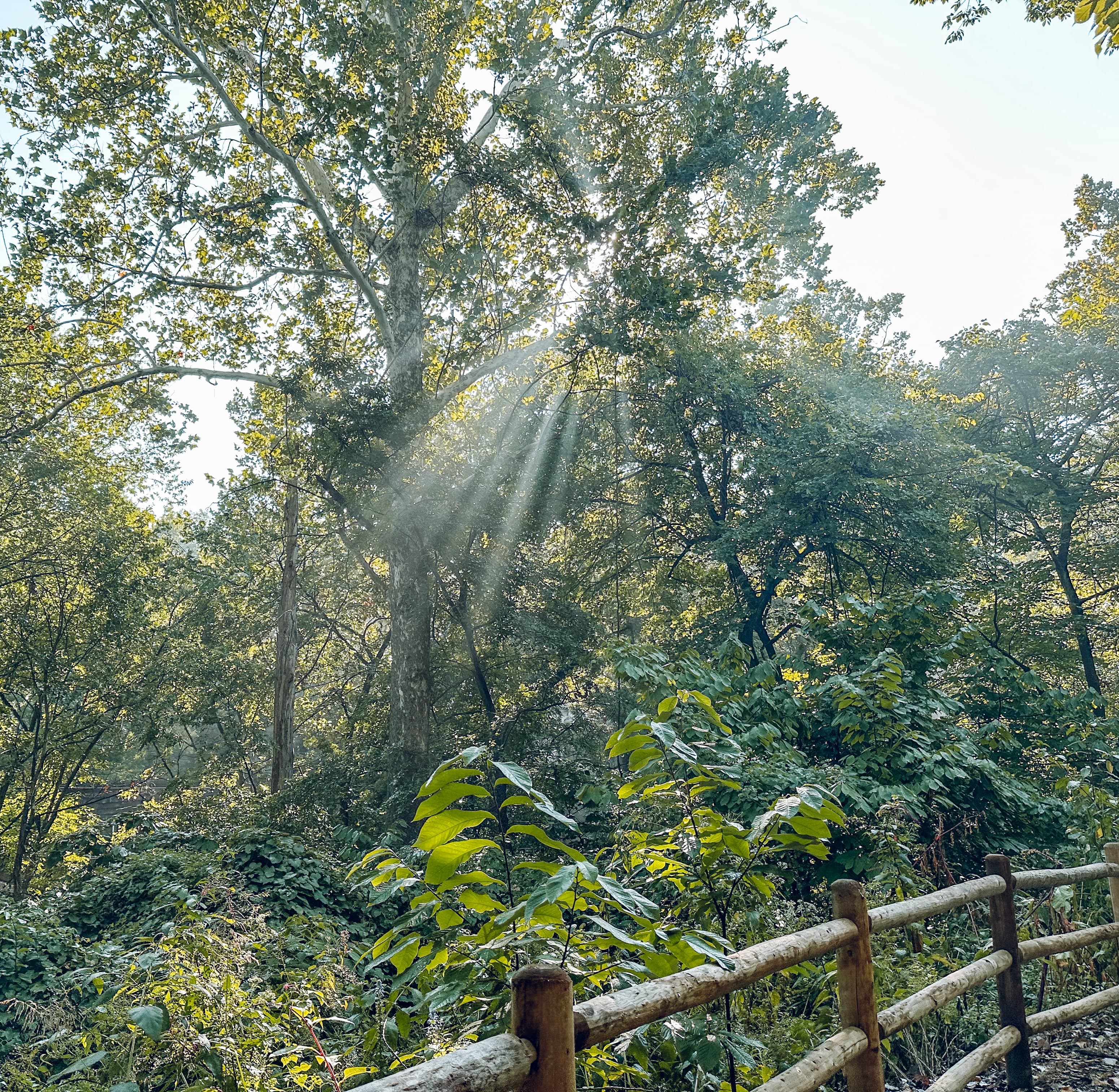 Soft light falling through a quiet forest