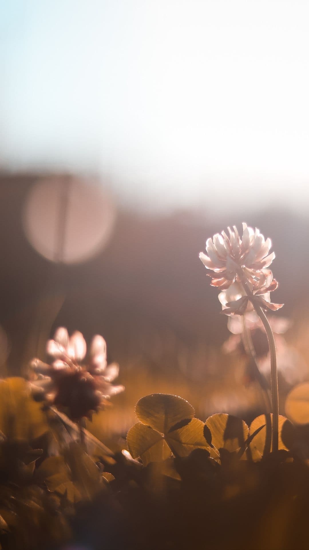 Soft green clover in warm afternoon light