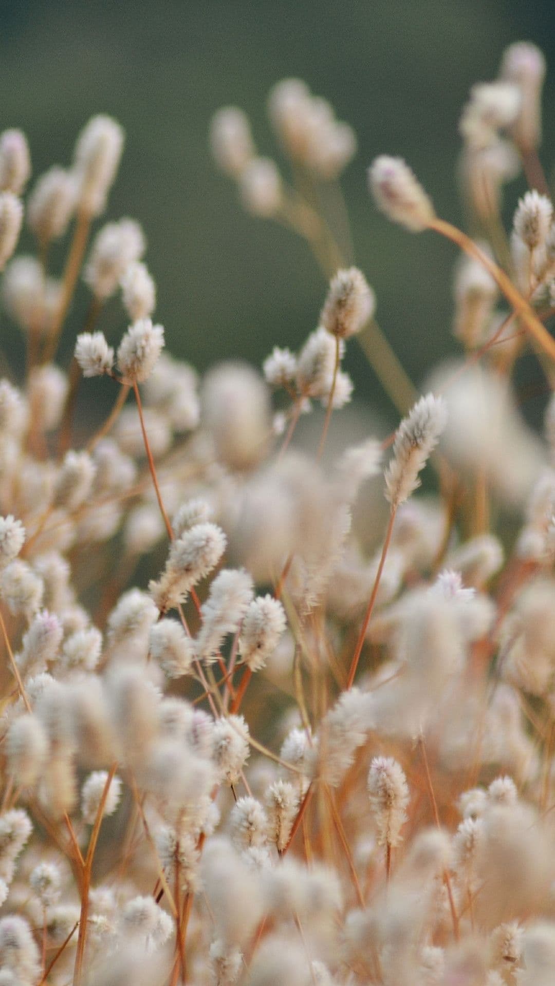 Dried flowers and herbs gathered on a table