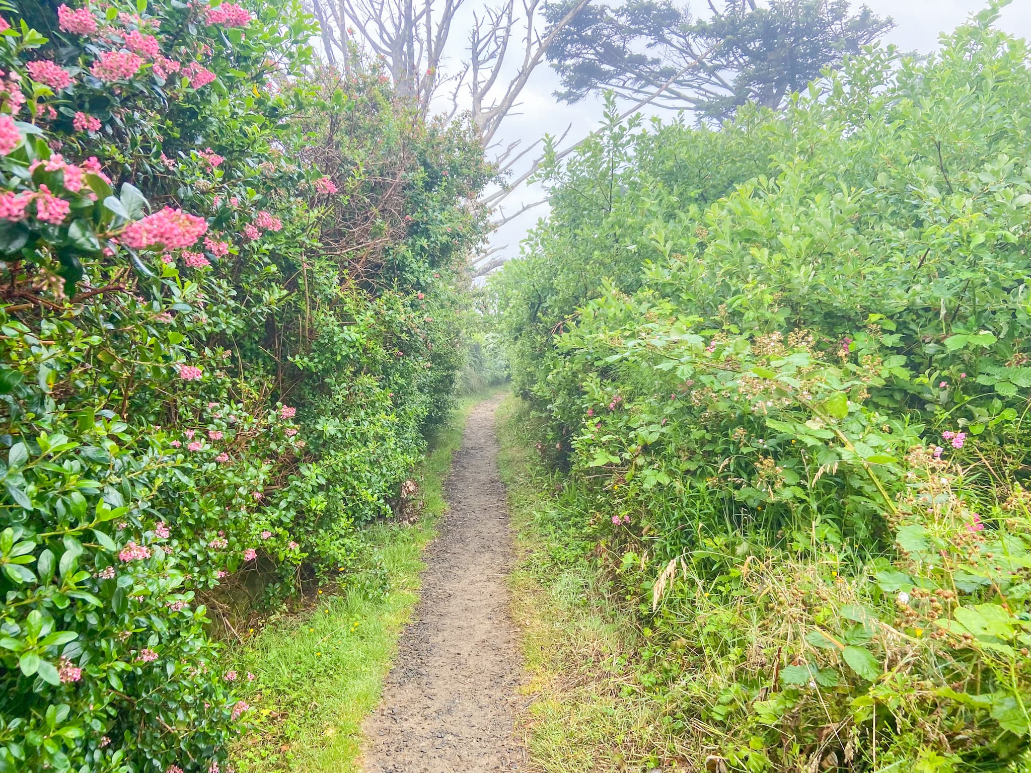 A quiet garden path lined with greenery