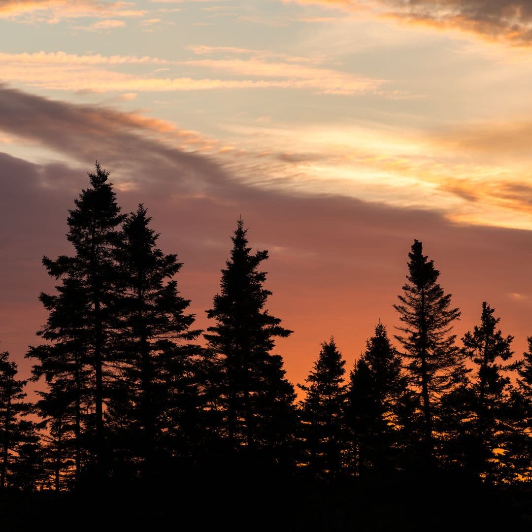 Pine trees silhouetted against a sunset sky