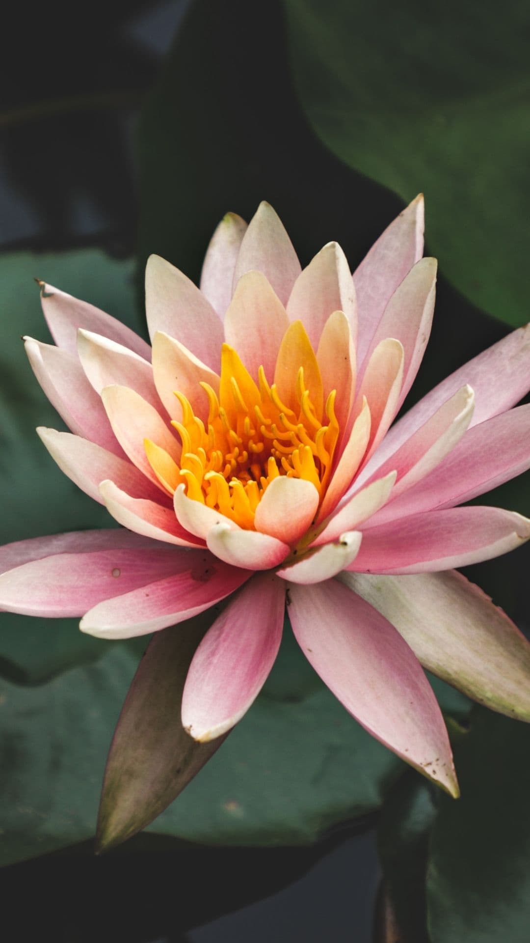 A water lily resting on still water